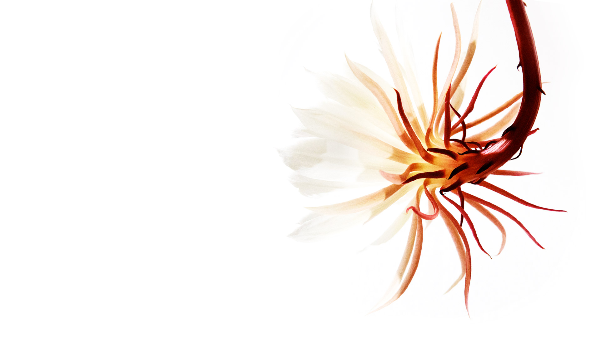 tlb flower